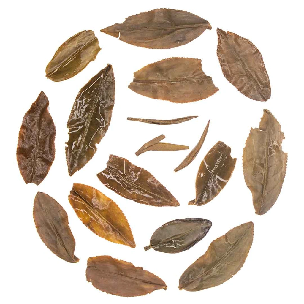 Assamctctea3