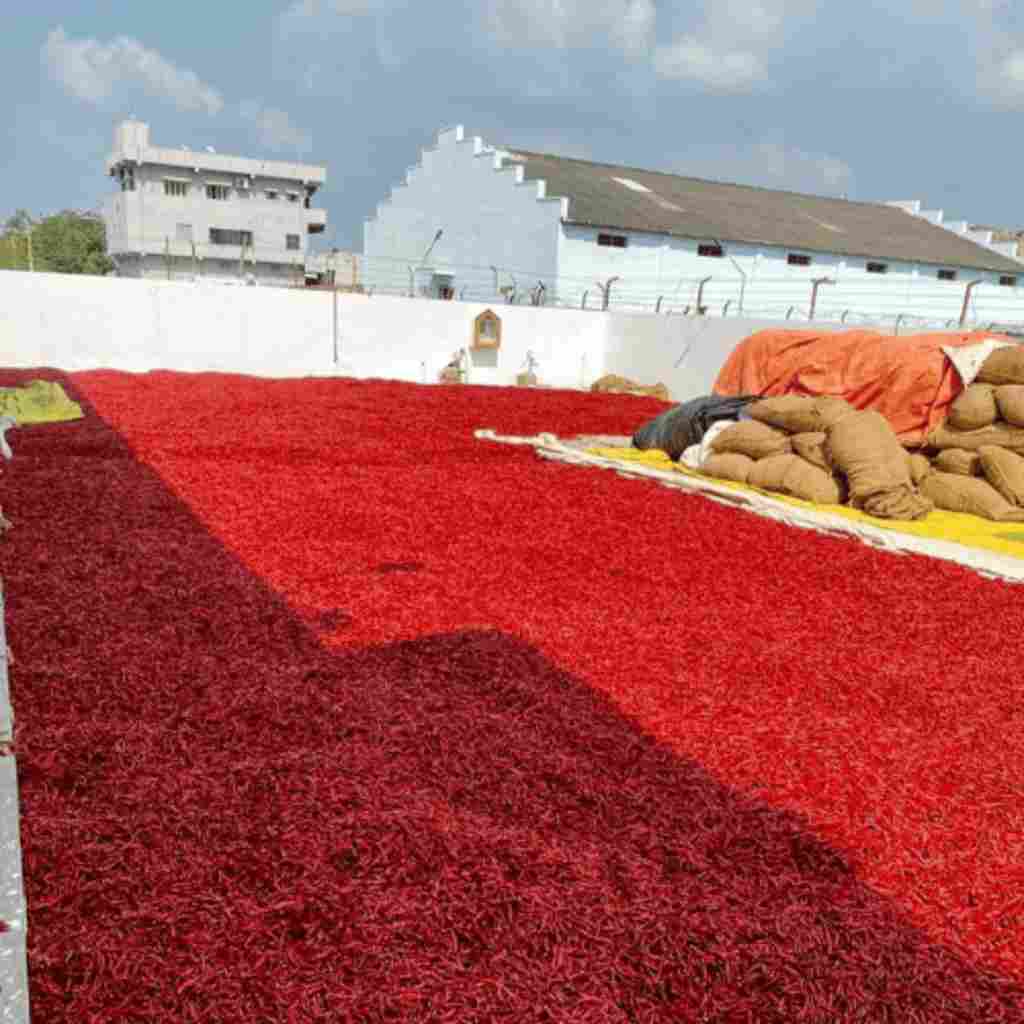 Red-Chilli-3