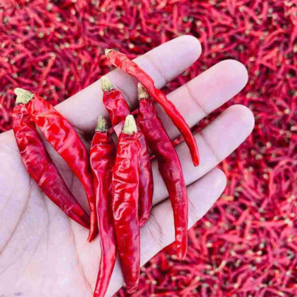 Red-Chilli-5