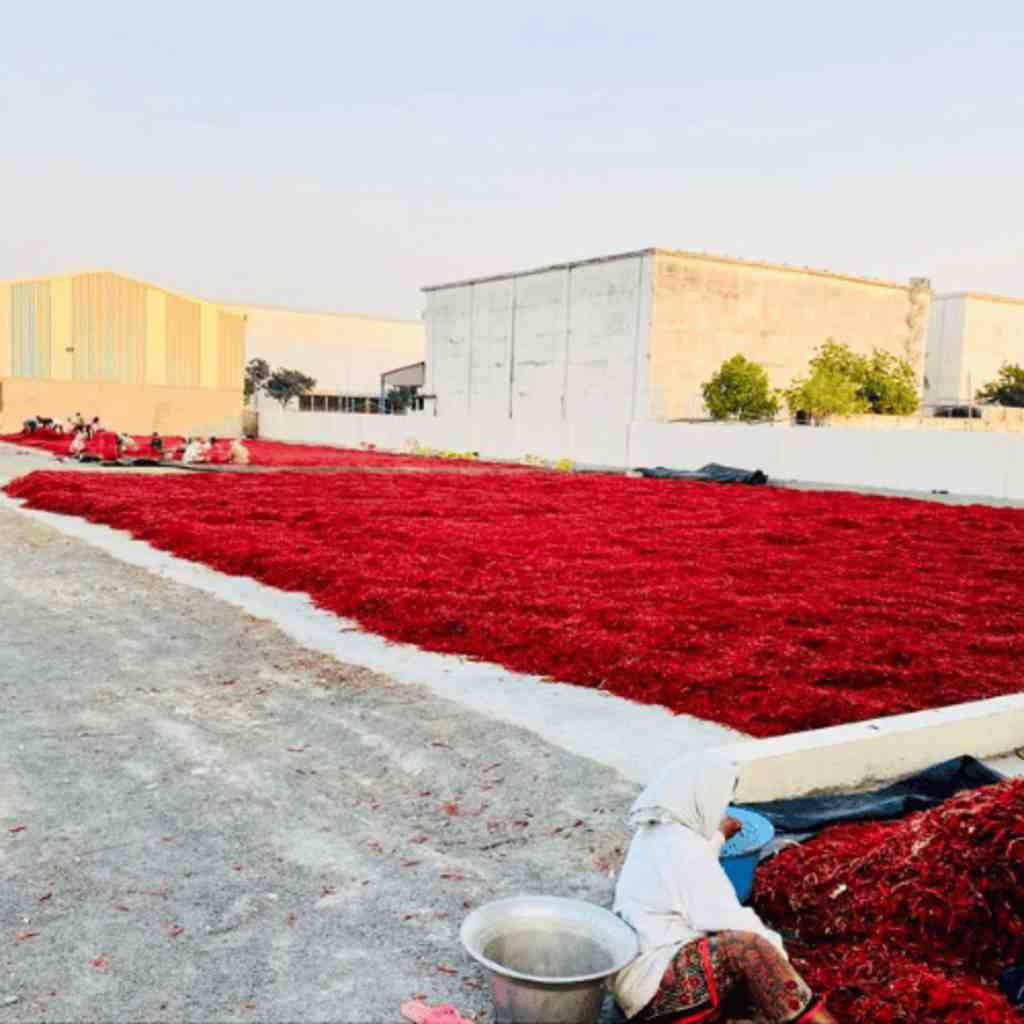 Red-Chilli4