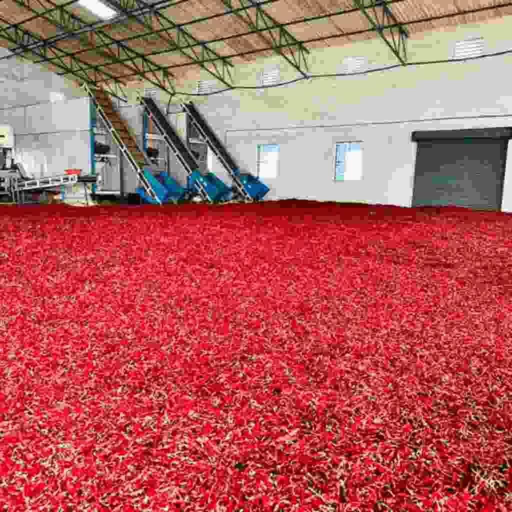 Red-Chilli6